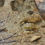 Trout in the stream from Crystal Lake
