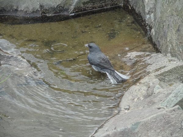 Bird bathing atop Stoney Man