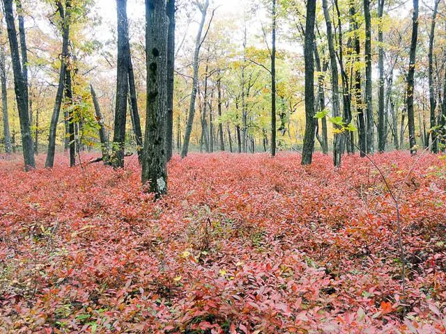 allegheny front trail backpacking in pennsylvania