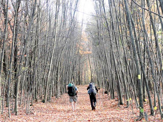 allegheny front trail backpacking in pennsylvania