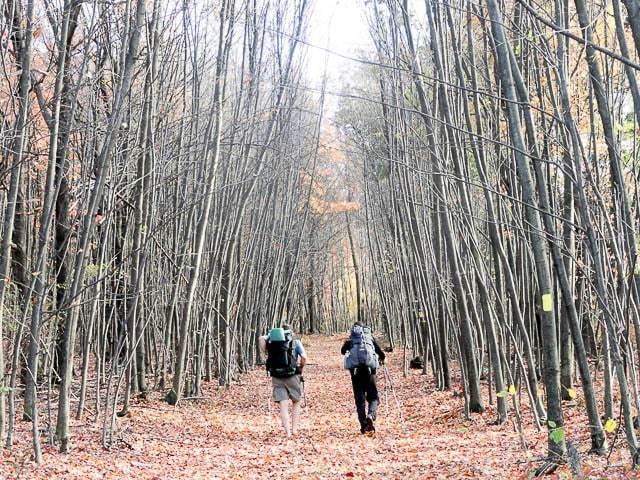 allegheny front trail backpacking in pennsylvania