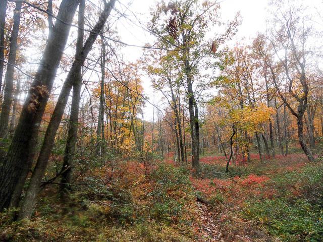 allegheny front trail backpacking in pennsylvania