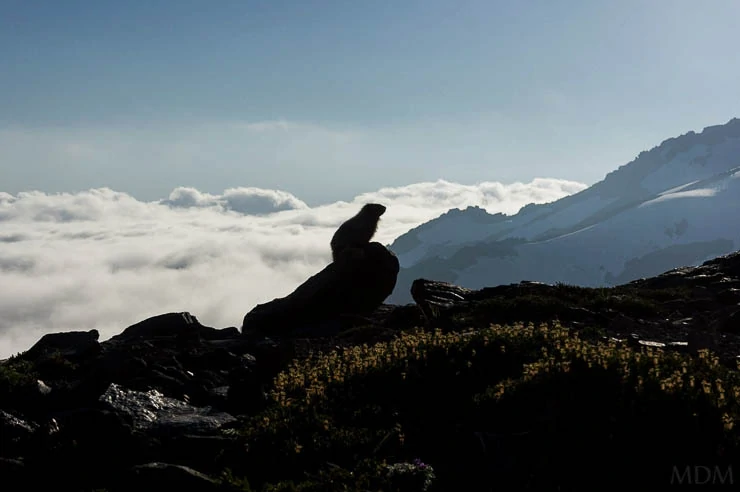 Climbing Mount Rainier via the Kautz Glacier Route washington, trip-reports, alpine