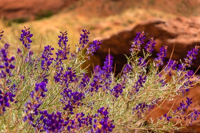 Beautiful flowers in Coyote Gulch - Backpacking Coyote Gulch in Grand Staircase Escalante