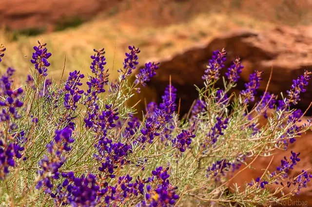 Beautiful flowers in Coyote Gulch - Backpacking Coyote Gulch in Grand Staircase Escalante
