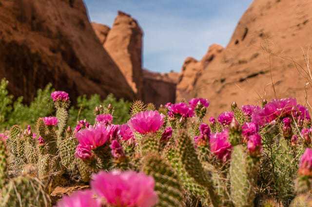 Beautiful cactus flowers in Coyote Gulch - Backpacking Coyote Gulch in Grand Staircase Escalante