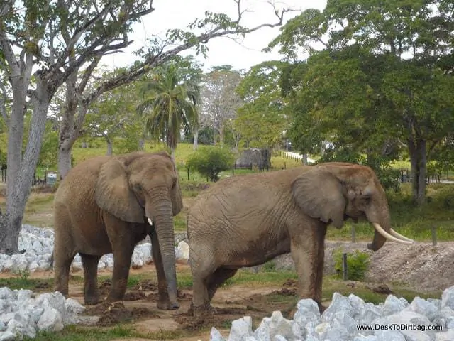 The elephants adjacent to the Museo Africano.