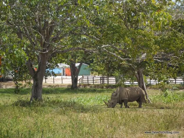 A rhino--it is like going on safari in Africa.