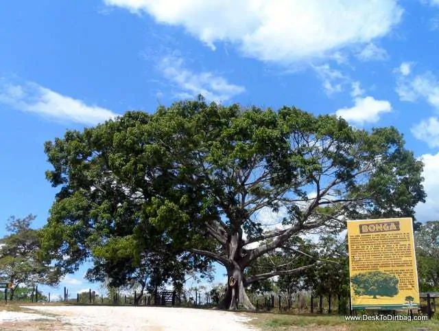 A mighty cool looking tree on the drive.