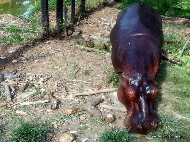 Vanessa, the hippo raised by humans who responds to her name, apparently.