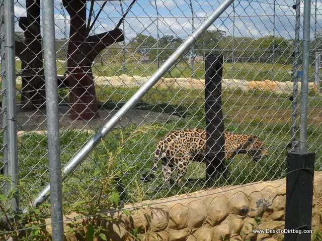 But one of the many big cats.