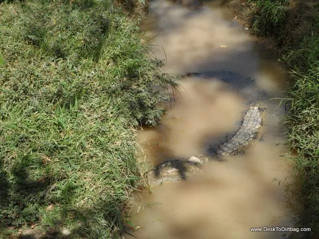 A crocodile lurks below.