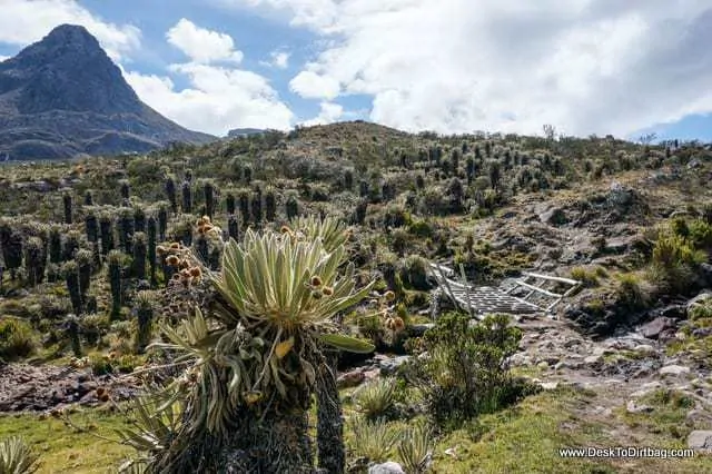 Frailejones scattered all over the area. - Sierra Nevada del Cocuy Colombia
