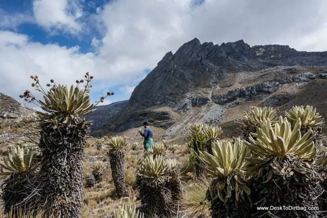 Hiking among the frailejones - Sierra Nevada del Cocuy Colombia