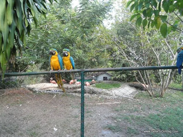 A few parrots hanging around the property for the free food.