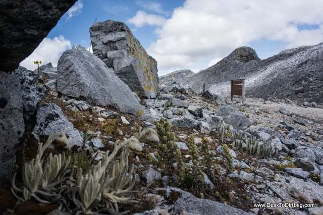 Única vegetación - Sierra Nevada del Cocuy