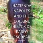 Hacienda Napoles and the Cocaine Hippos of Pablo Escobar travel, south-america, colombia