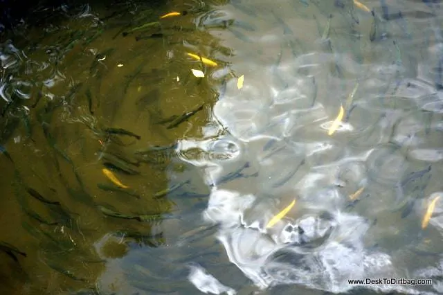 The trout swimming in circles at Truchera Montemar - things to do in jardin colombia