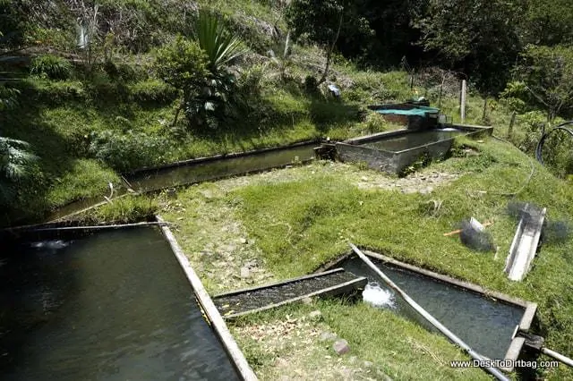 The network of streams and pools to circulate the water for the fish.