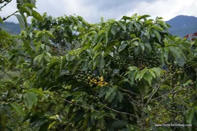 Lots of coffee plants all over the place.