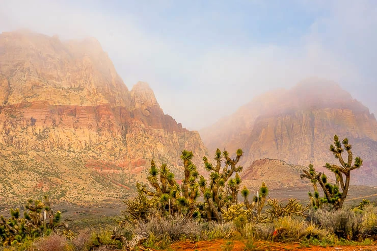 Joshua Trees and cloudy peaks when visiting Red Rock Canyon