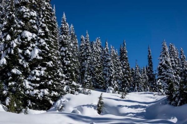 Snow covered trees while hiking around Paradise.