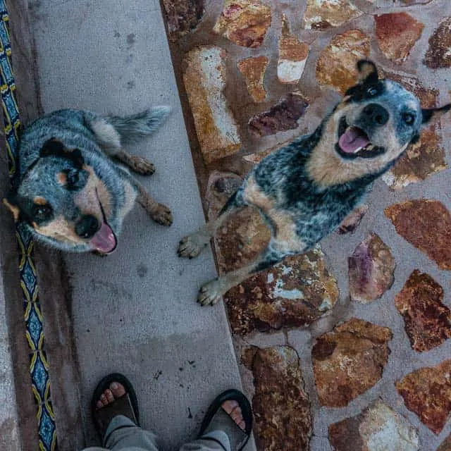 The two pups we are taking care of.