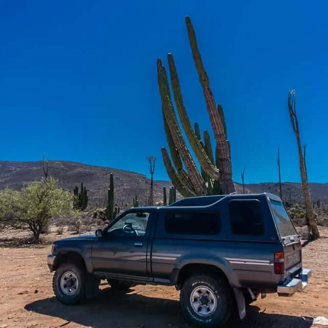 Big cactus in Baja California