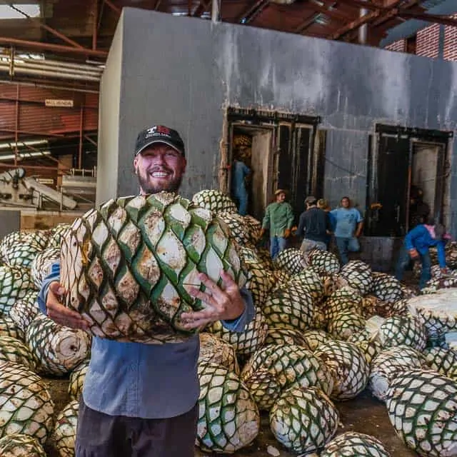 The pinas they use to make tequila at the La Cofradia factory tour.