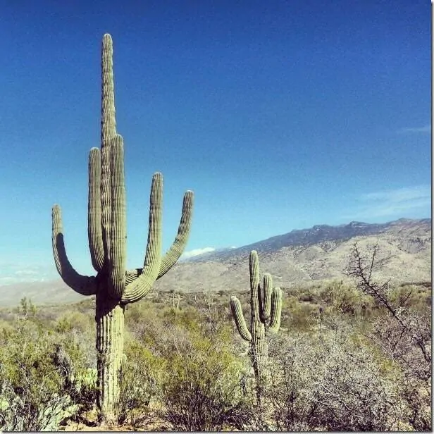 Explore the incredible cacti at Saguaro National Park Arizona - 49 Places to Visit on the Ultimate West Coast Road Trip