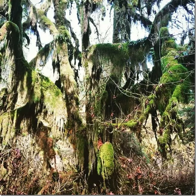 Visit Olympic National Park's Hall of Mosses - 49 Places to Visit on the Ultimate West Coast Road Trip