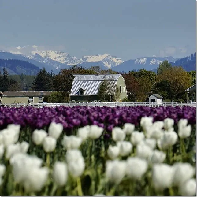 Check out the Skagit Valley Tulip Festival - 49 Places to Visit on the Ultimate West Coast Road Trip