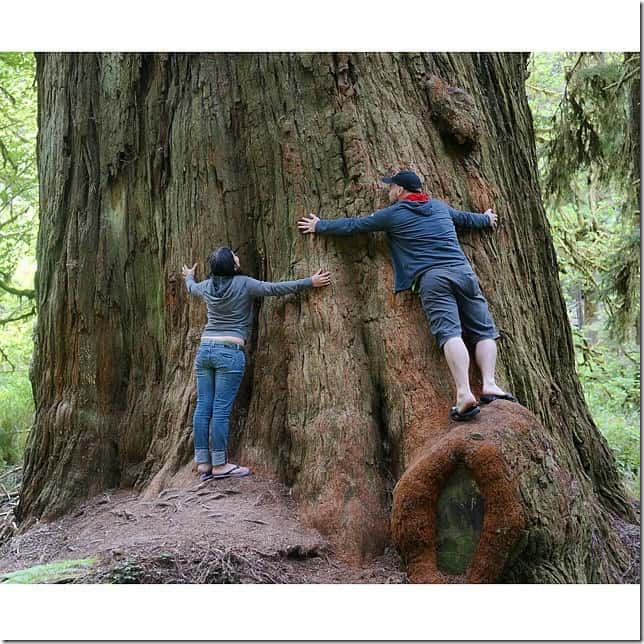 Hug a towering Redwood Tree in Northern California - 49 Places to Visit on the Ultimate West Coast Road Trip