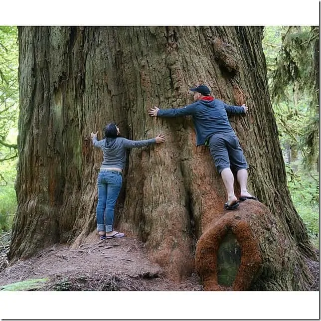 Hug a towering Redwood Tree in Northern California - 49 Places to Visit on the Ultimate West Coast Road Trip