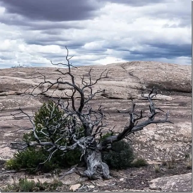 Explore the maze like canyons in Canyonlands National Park - 49 Places to Visit on the Ultimate West Coast Road Trip