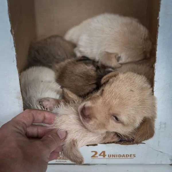 Our four foster puppies