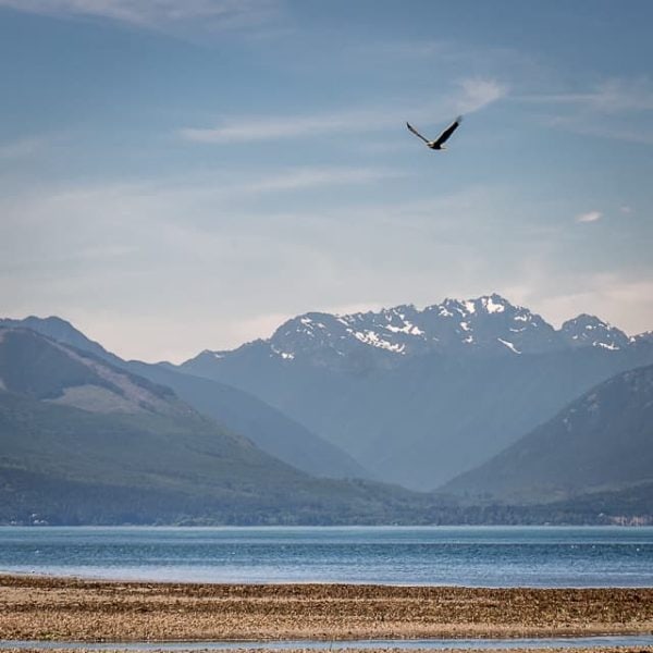 Eagle flying in front of the Olympics