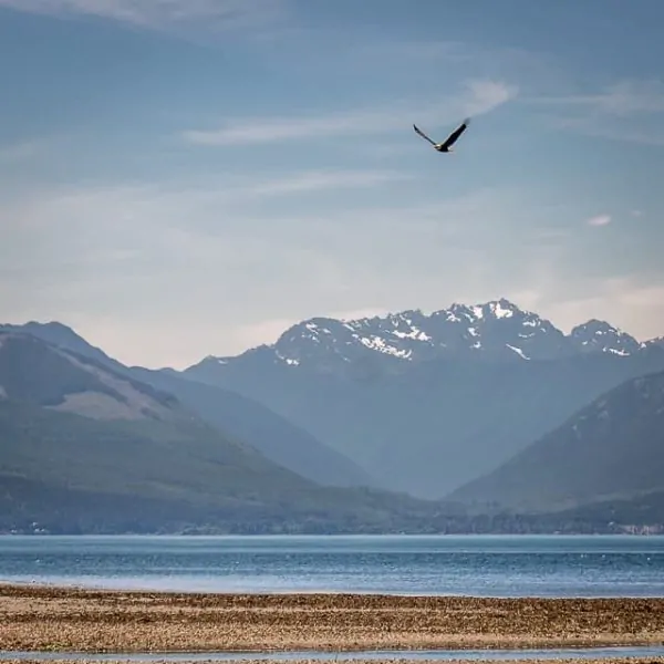 Eagle flying in front of the Olympics