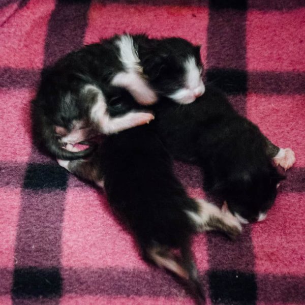 Three new born kittens