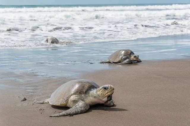 Tortugas - manejar en México