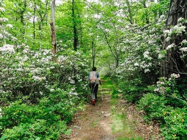 Trout Run Valley - Six Best Places to Go Backpacking in Virginia