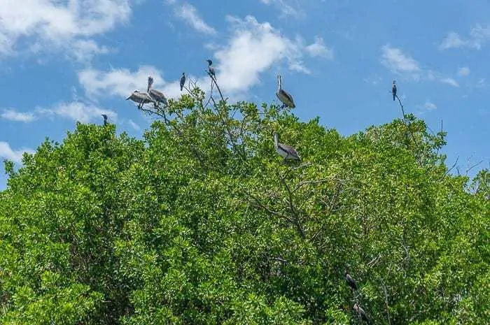 La Ventanilla Mangrove Tour Mexico