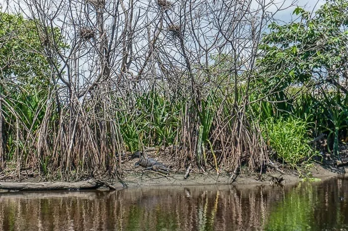 La Ventanilla Mangrove Tour Mexico