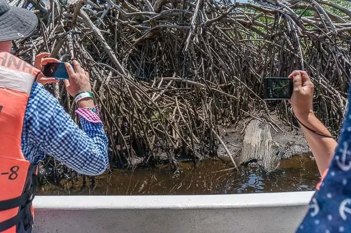 La Ventanilla Mangrove Tour Mexico