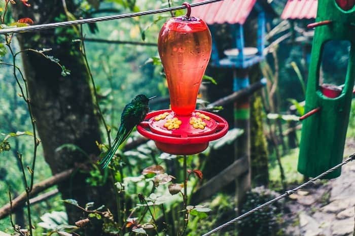 Acaime Hummingbird house - Things to do in Salento Colombia
