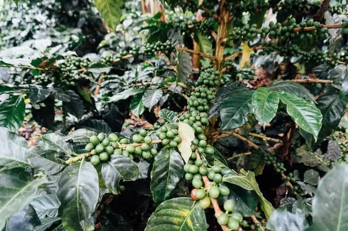 El Ocaso Coffee Farm Tour Salento Colombia