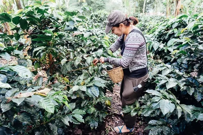 Picking coffee beans on a plantation tour - 8 Best Medellin Tours for Visitors
