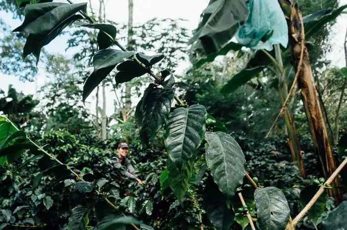 El Ocaso Coffee Farm Tour Salento Colombia