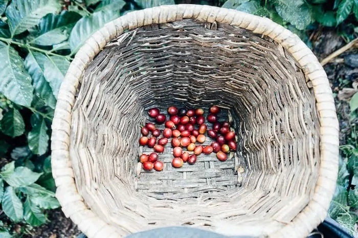 El Ocaso Coffee Farm Tour Salento Colombia