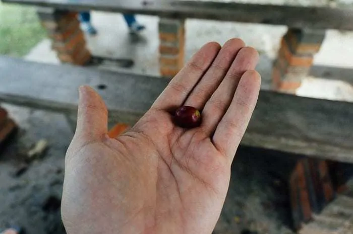 El Ocaso Coffee Farm Tour Salento Colombia